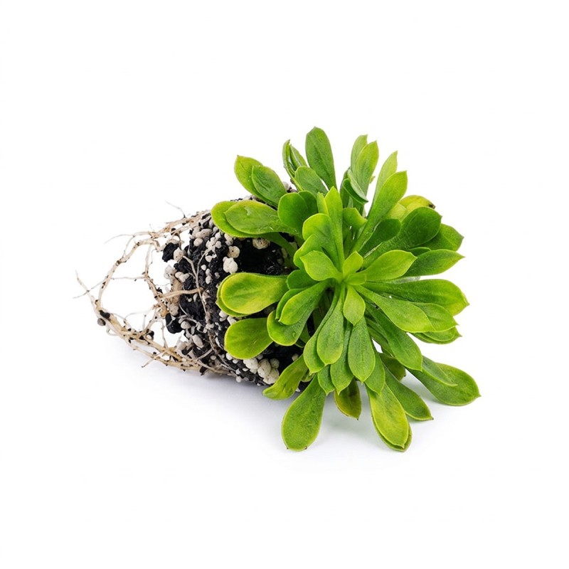 Stylidium debile - roślina katapulta do terrarium Stylidium debile - roślina katapulta do terrarium