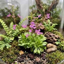 Stylidium debile - roślina katapulta do terrarium Stylidium debile - roślina katapulta do terrarium