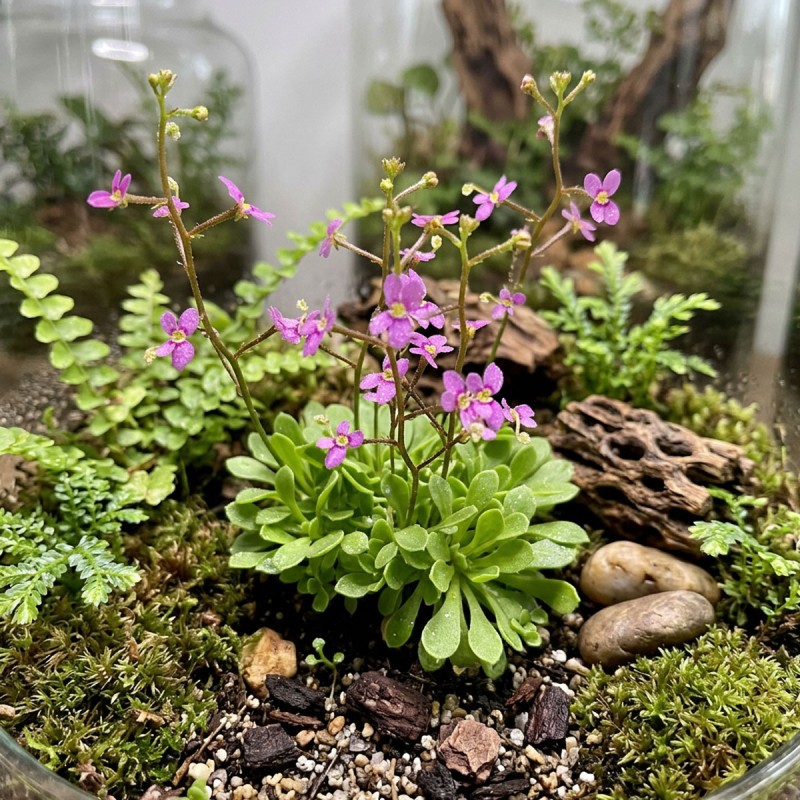 Stylidium debile - roślina katapulta do terrarium Stylidium debile - roślina katapulta do terrarium