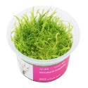 Utricularia longifolia - roślina owadożerna pływacz długolistny do terrarium Utricularia longifolia - roślina owadożerna pływacz długolistny do terrarium