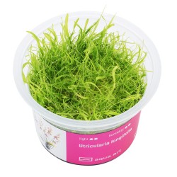 Utricularia longifolia - roślina owadożerna pływacz długolistny do terrarium