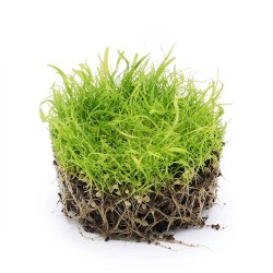 Utricularia longifolia - roślina owadożerna pływacz długolistny do terrarium Utricularia longifolia - roślina owadożerna pływacz długolistny do terrarium