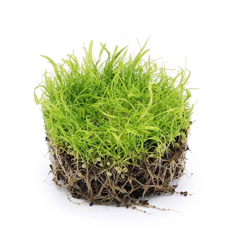 Utricularia longifolia - roślina owadożerna pływacz długolistny do terrarium Utricularia longifolia - roślina owadożerna pływacz długolistny do terrarium