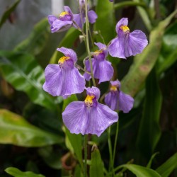 Utricularia longifolia - roślina owadożerna pływacz długolistny do terrarium Utricularia longifolia - roślina owadożerna pływacz długolistny do terrarium
