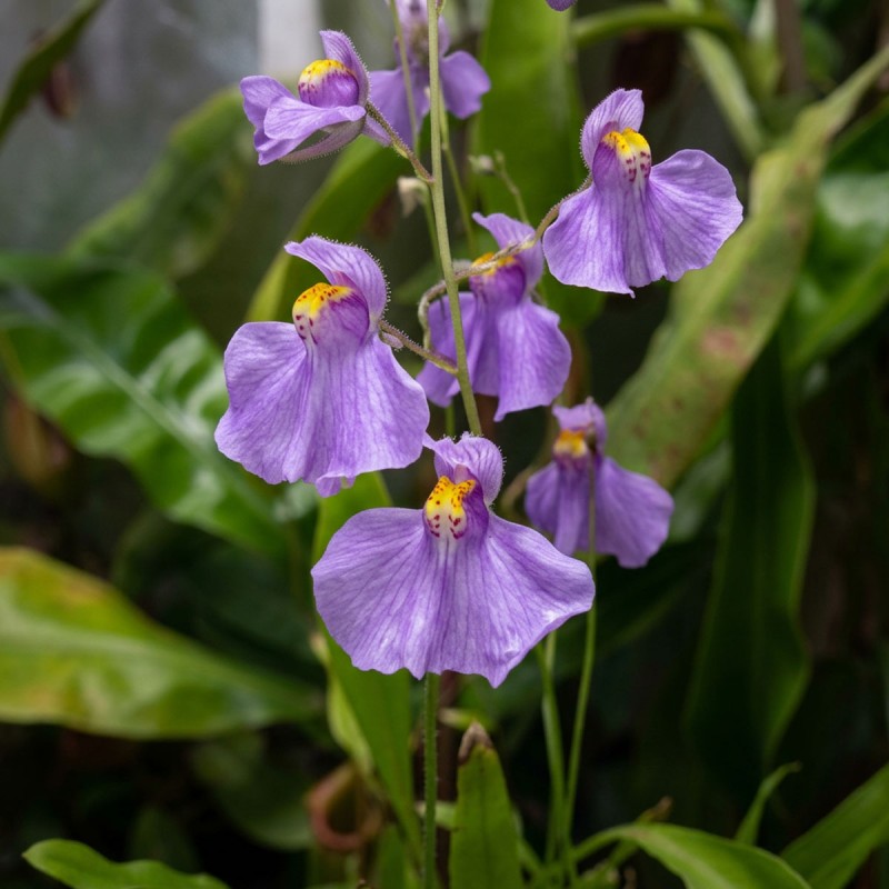 Utricularia longifolia - roślina owadożerna pływacz długolistny do terrarium Utricularia longifolia - roślina owadożerna pływacz długolistny do terrarium