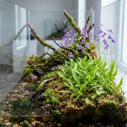 Utricularia longifolia - roślina owadożerna pływacz długolistny do terrarium Utricularia longifolia - roślina owadożerna pływacz długolistny do terrarium