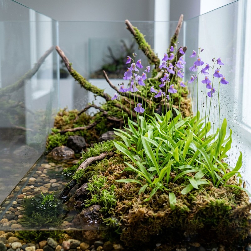 Utricularia longifolia - roślina owadożerna pływacz długolistny do terrarium Utricularia longifolia - roślina owadożerna pływacz długolistny do terrarium
