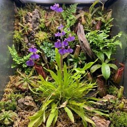 Utricularia longifolia - roślina owadożerna pływacz długolistny do terrarium Utricularia longifolia - roślina owadożerna pływacz długolistny do terrarium