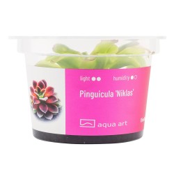 Pinguicula 'Niklas' - roślina owadożerna tłustosz do terrarium