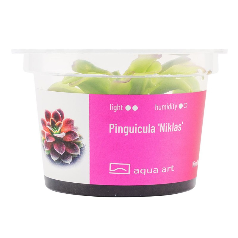 Pinguicula 'Niklas' - roślina owadożerna tłustosz do terrarium