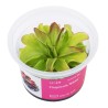 Pinguicula 'Niklas' - roślina owadożerna tłustosz do terrarium