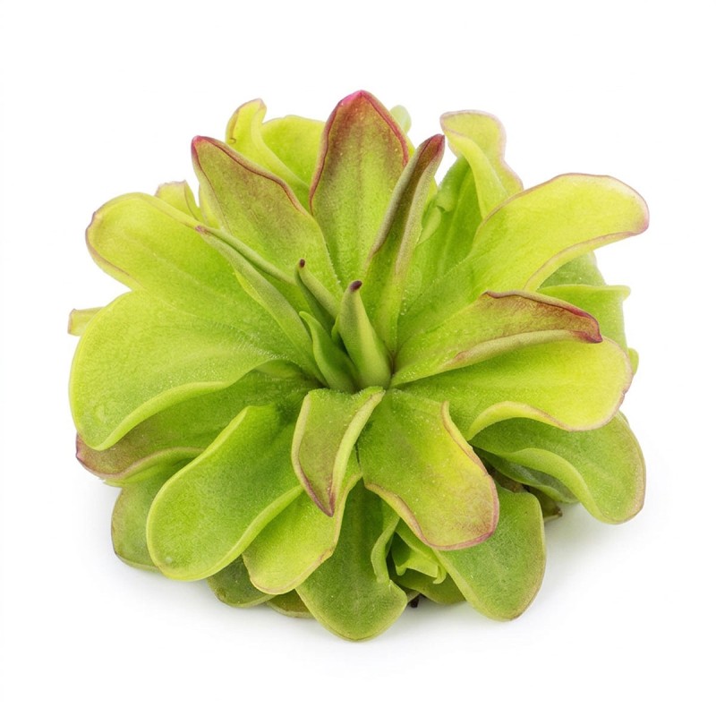 Pinguicula 'Niklas' - roślina owadożerna tłustosz do terrarium