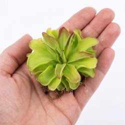 Pinguicula 'Niklas' - roślina owadożerna tłustosz do terrarium