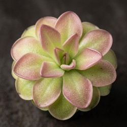 Pinguicula 'Niklas' - roślina owadożerna tłustosz do terrarium