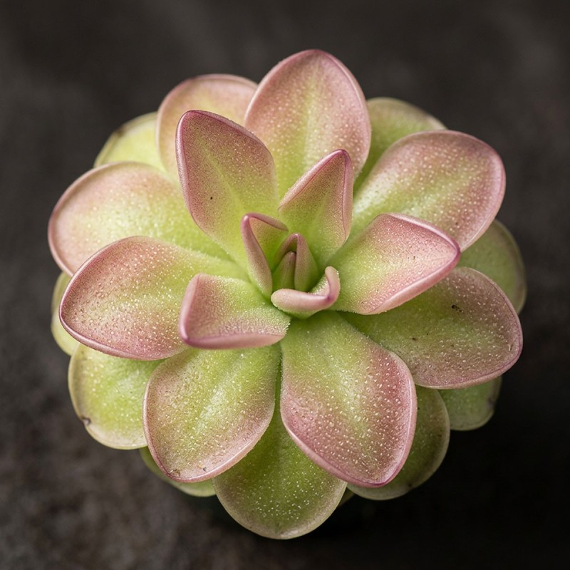 Pinguicula 'Niklas' - roślina owadożerna tłustosz do terrarium