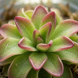 Pinguicula 'Niklas' - roślina owadożerna tłustosz do terrarium