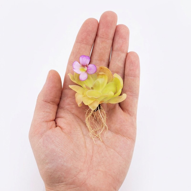 Pinguicula 'Sethos' - roślina owadożerna tłustosz do terrarium
