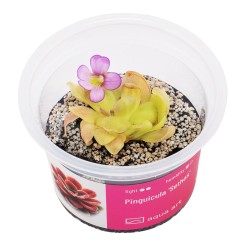 Pinguicula 'Sethos' - roślina owadożerna tłustosz do terrarium
