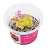Pinguicula 'Sethos' - roślina owadożerna tłustosz do terrarium