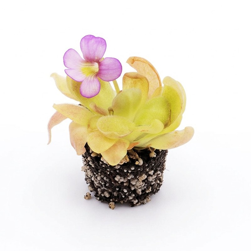 Pinguicula 'Sethos' - roślina owadożerna tłustosz do terrarium