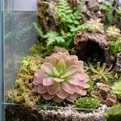 Pinguicula 'Sethos' - roślina owadożerna tłustosz do terrarium