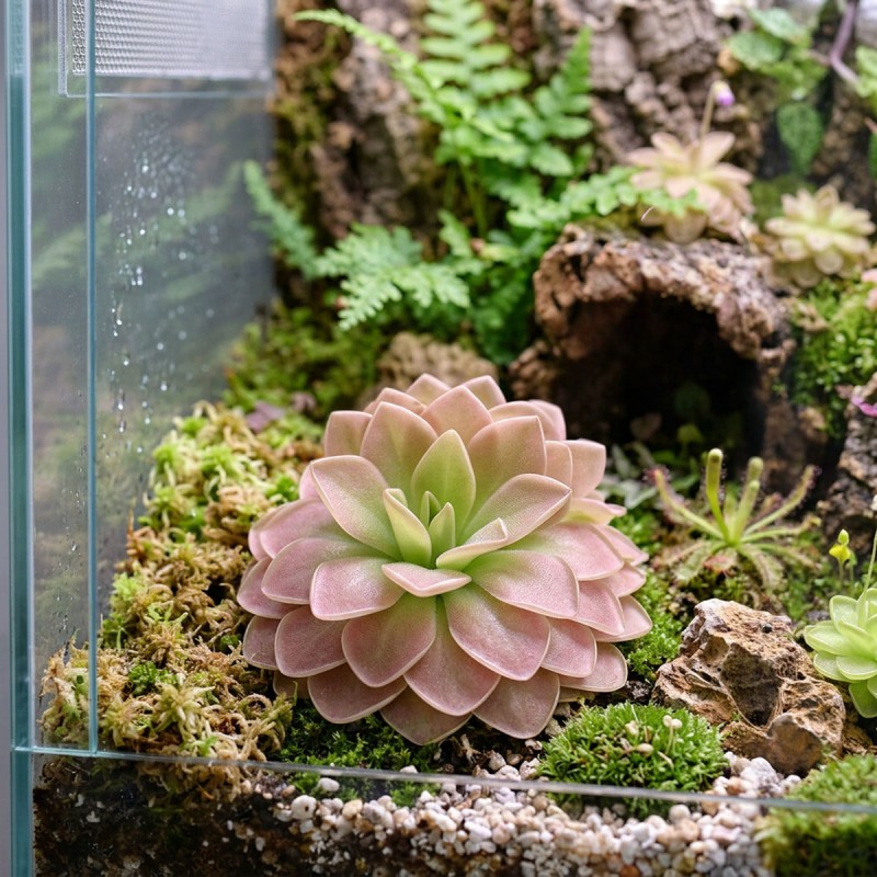 Pinguicula 'Sethos' - roślina owadożerna tłustosz do terrarium