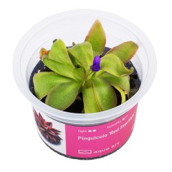 Pinguicula 'Red Starfish' - roślina owadożerna tłustosz do terrarium