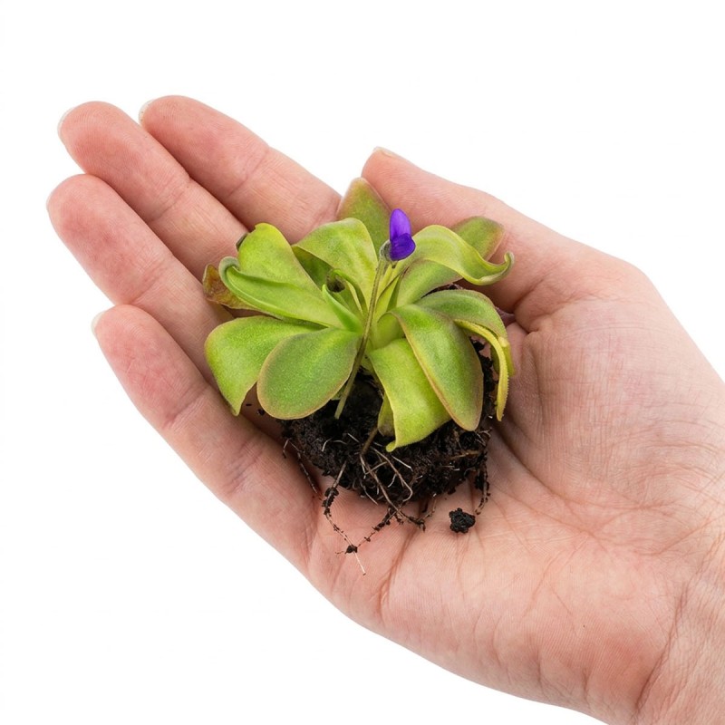 Pinguicula 'Red Starfish' - roślina owadożerna tłustosz do terrarium