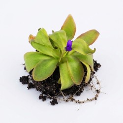 Pinguicula 'Red Starfish' - roślina owadożerna tłustosz do terrarium