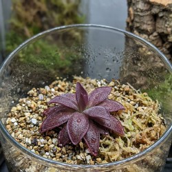 Pinguicula 'Red Starfish' - roślina owadożerna tłustosz do terrarium