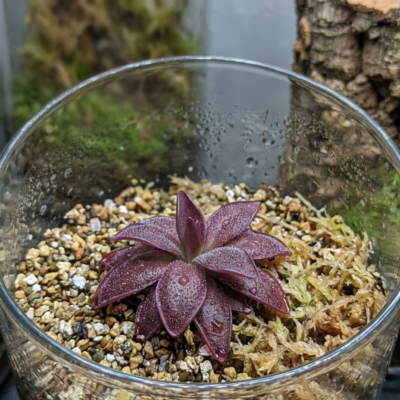 Pinguicula 'Red Starfish' - roślina owadożerna tłustosz do terrarium