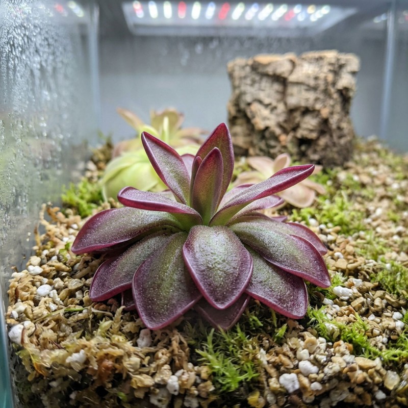 Pinguicula 'Red Starfish' - roślina owadożerna tłustosz do terrarium