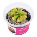 Drosera slackii - roślina owadożerna rosiczka slacka do terrarium