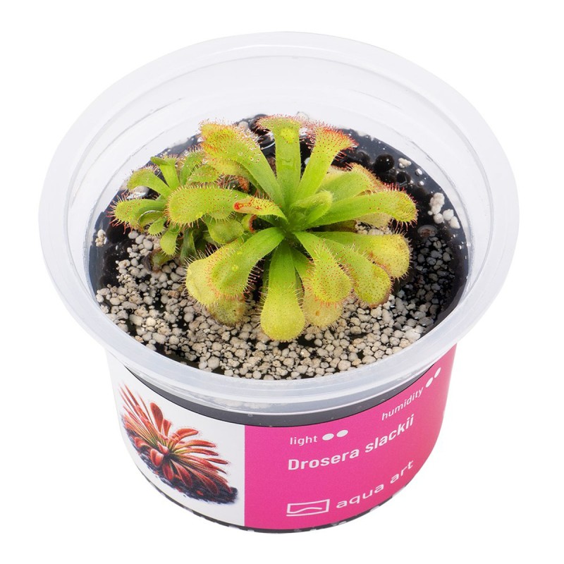Drosera slackii - roślina owadożerna rosiczka slacka do terrarium