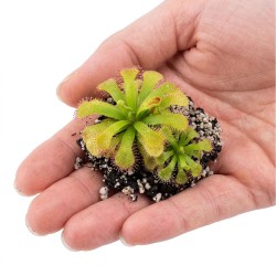 Drosera slackii - roślina owadożerna rosiczka slacka do terrarium