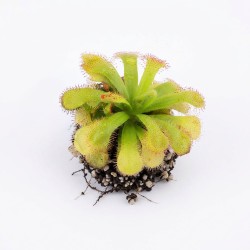 Drosera slackii - roślina owadożerna rosiczka slacka do terrarium