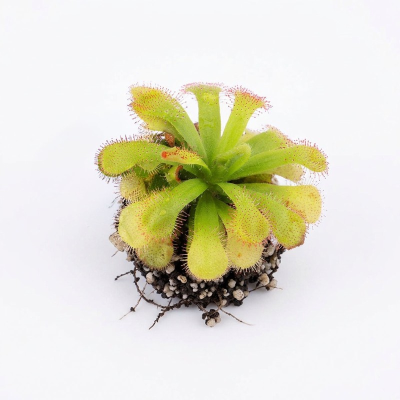 Drosera slackii - roślina owadożerna rosiczka slacka do terrarium