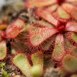 Drosera slackii - roślina owadożerna rosiczka slacka do terrarium