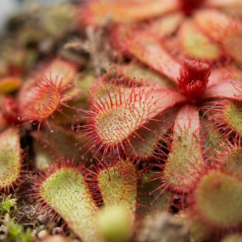 Drosera slackii - roślina owadożerna rosiczka slacka do terrarium