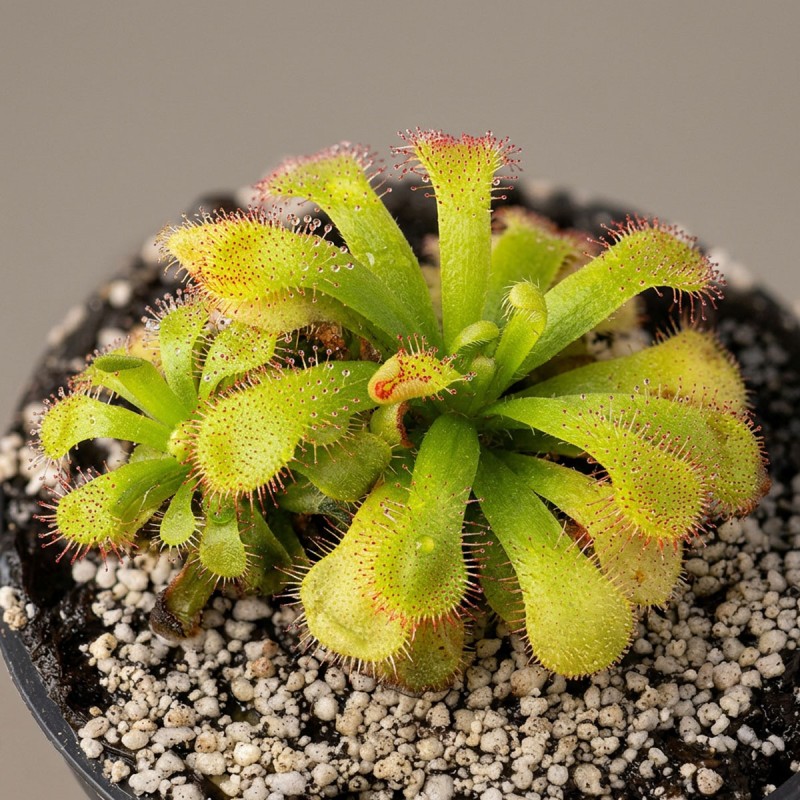 Drosera slackii - roślina owadożerna rosiczka slacka do terrarium