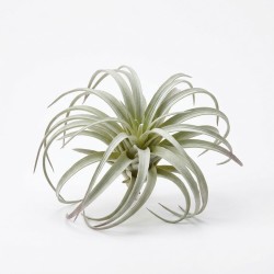 Roślina sztuczna Tillandsia Brachycaulos Abdida Grey