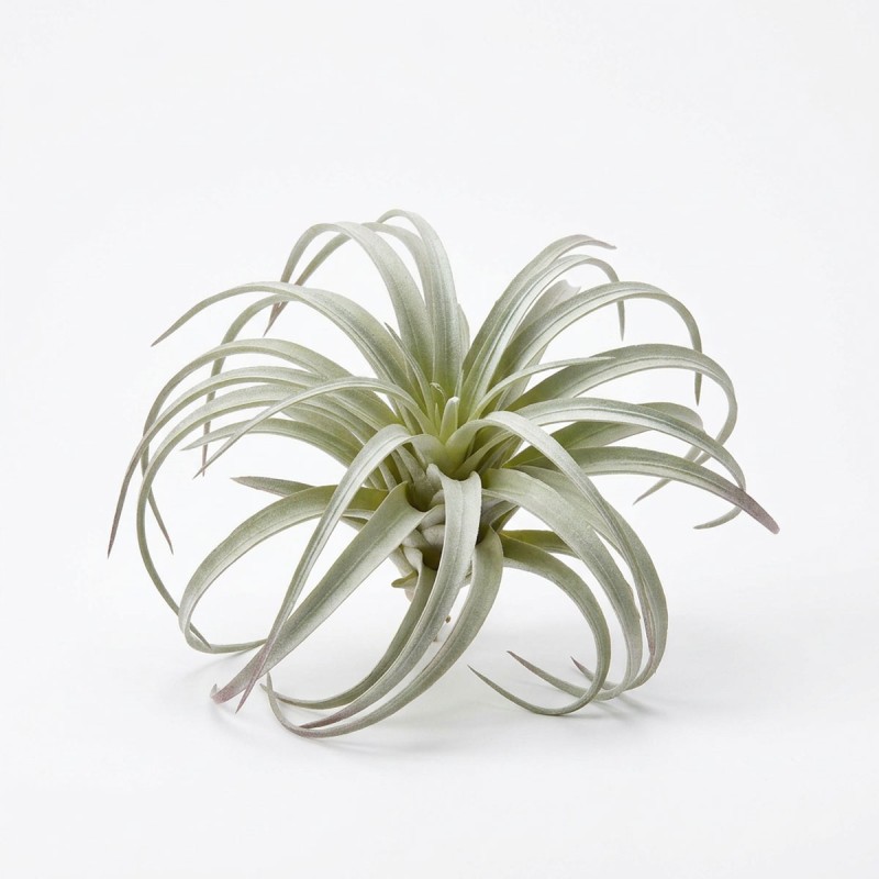 Roślina sztuczna Tillandsia Brachycaulos Abdida Grey