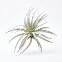 Roślina sztuczna Tillandsia Brachycaulos Abdida Grey