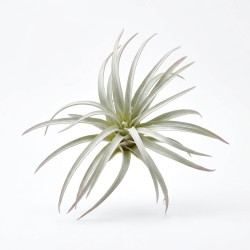 Roślina sztuczna Tillandsia Brachycaulos Abdida Grey