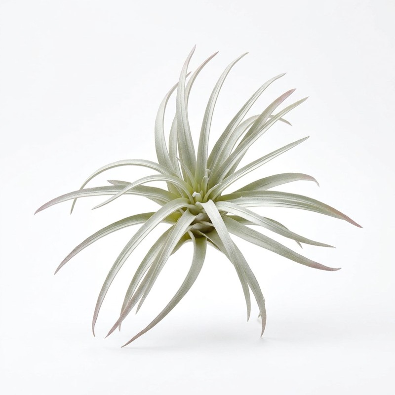 Roślina sztuczna Tillandsia Brachycaulos Abdida Grey