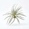 Roślina sztuczna Tillandsia Brachycaulos Abdida Grey