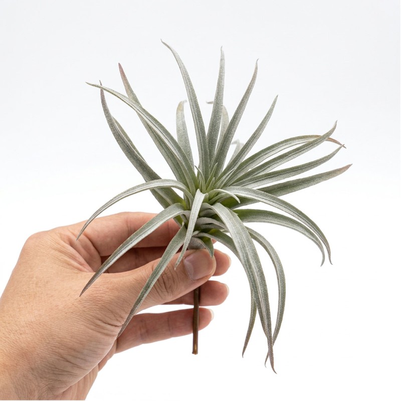 Roślina sztuczna Tillandsia Brachycaulos Abdida Grey