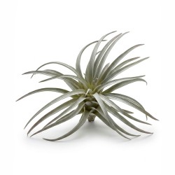 Roślina sztuczna Tillandsia Brachycaulos Abdida Grey