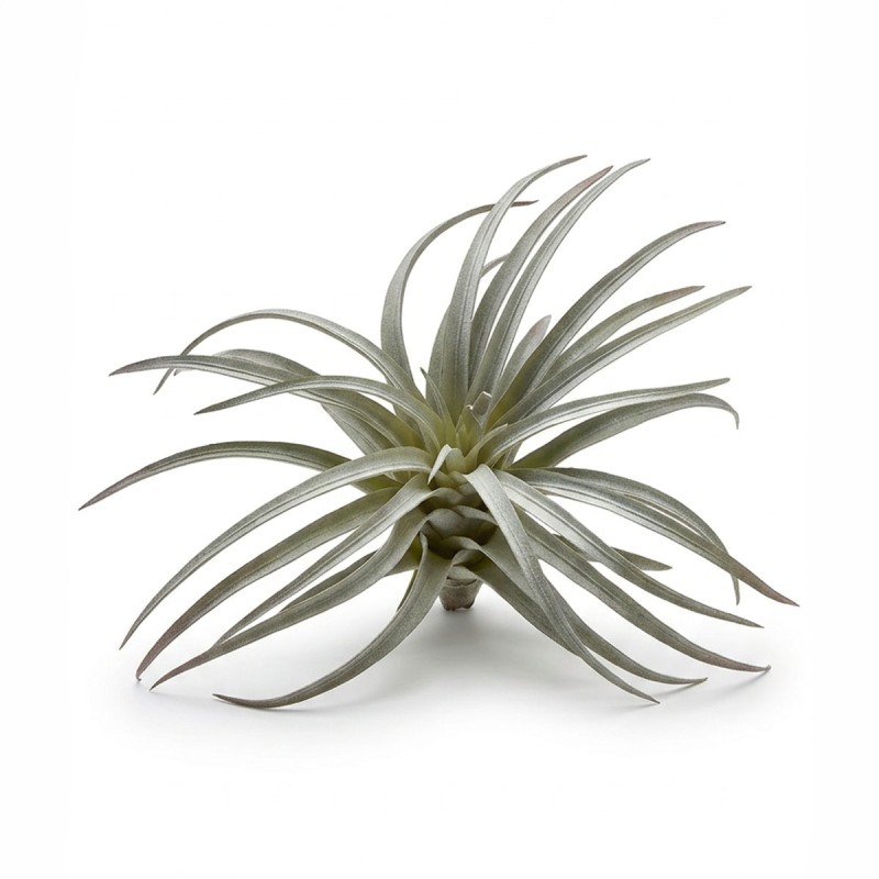 Roślina sztuczna Tillandsia Brachycaulos Abdida Grey