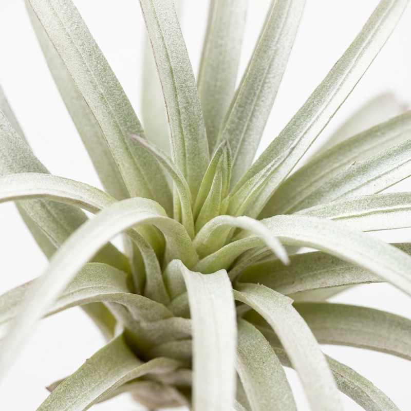 Roślina sztuczna Tillandsia Brachycaulos Abdida Grey
